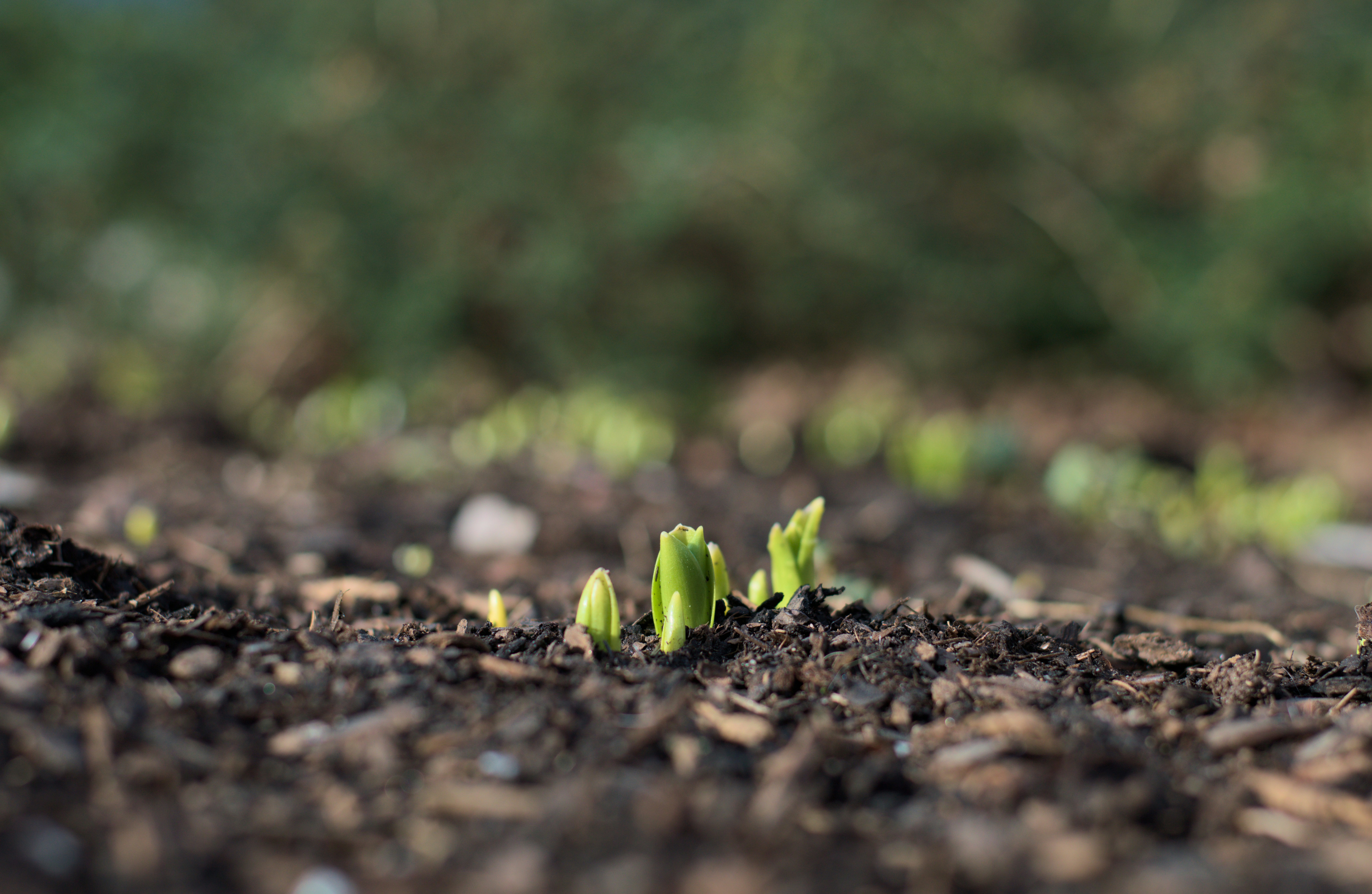 Le sol : un patrimoine vulnérable